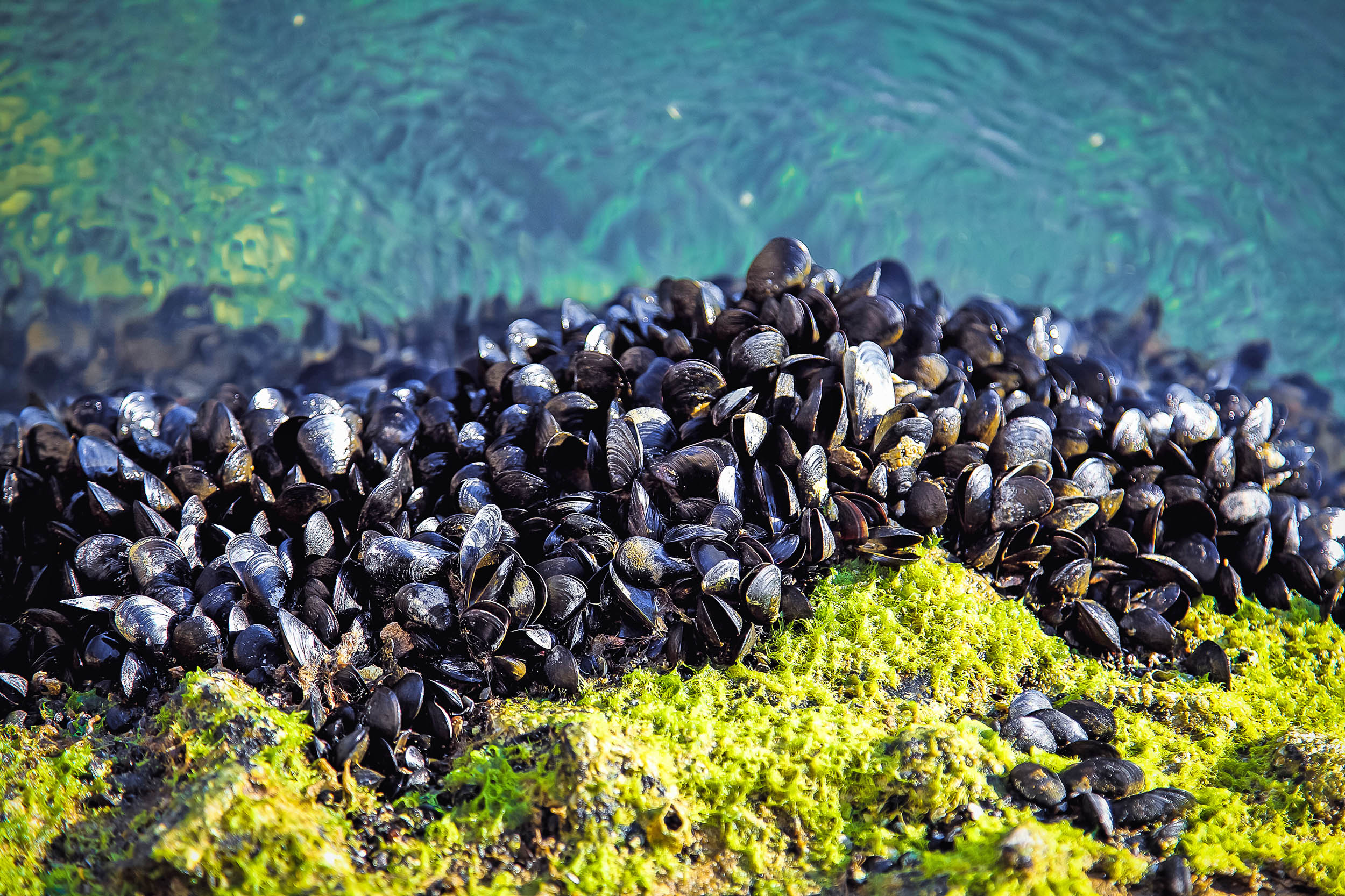 2016/08/mussels-rocks_4big_stock.jpg