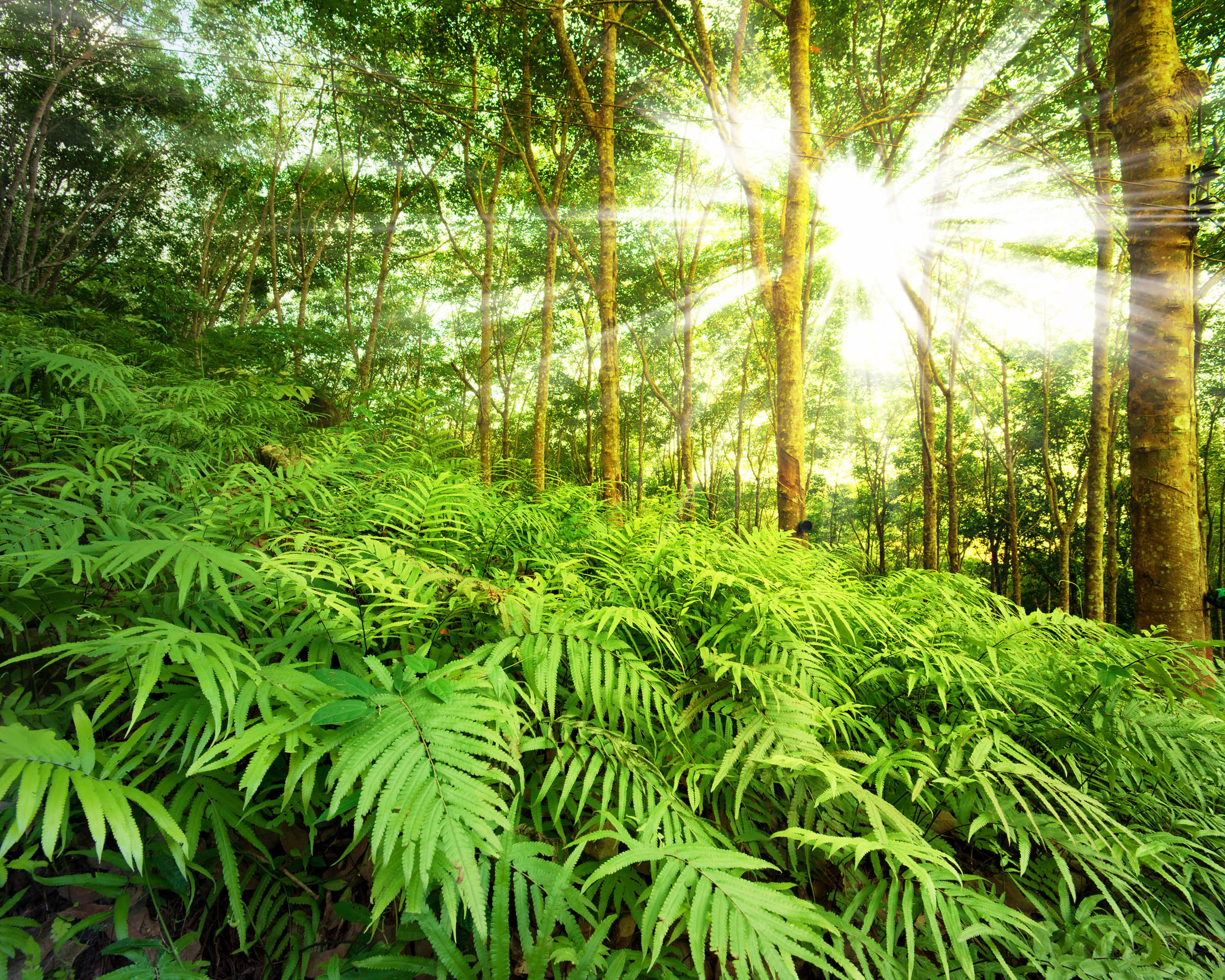 2016/08/plants-ferns-forest_1big_stock.jpg