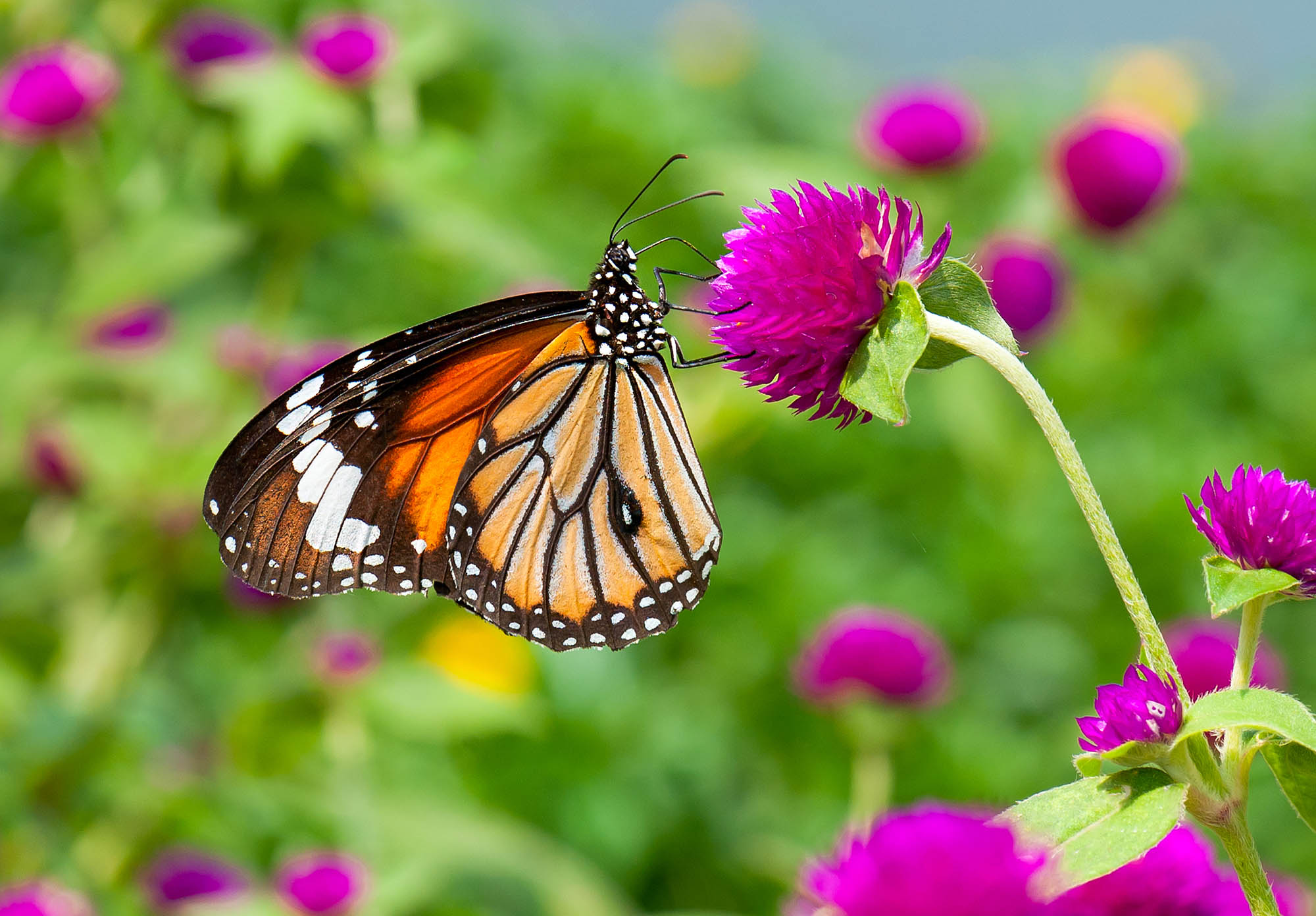 2016/08/monarch-butterfly-flowers_2big_stock.jpg