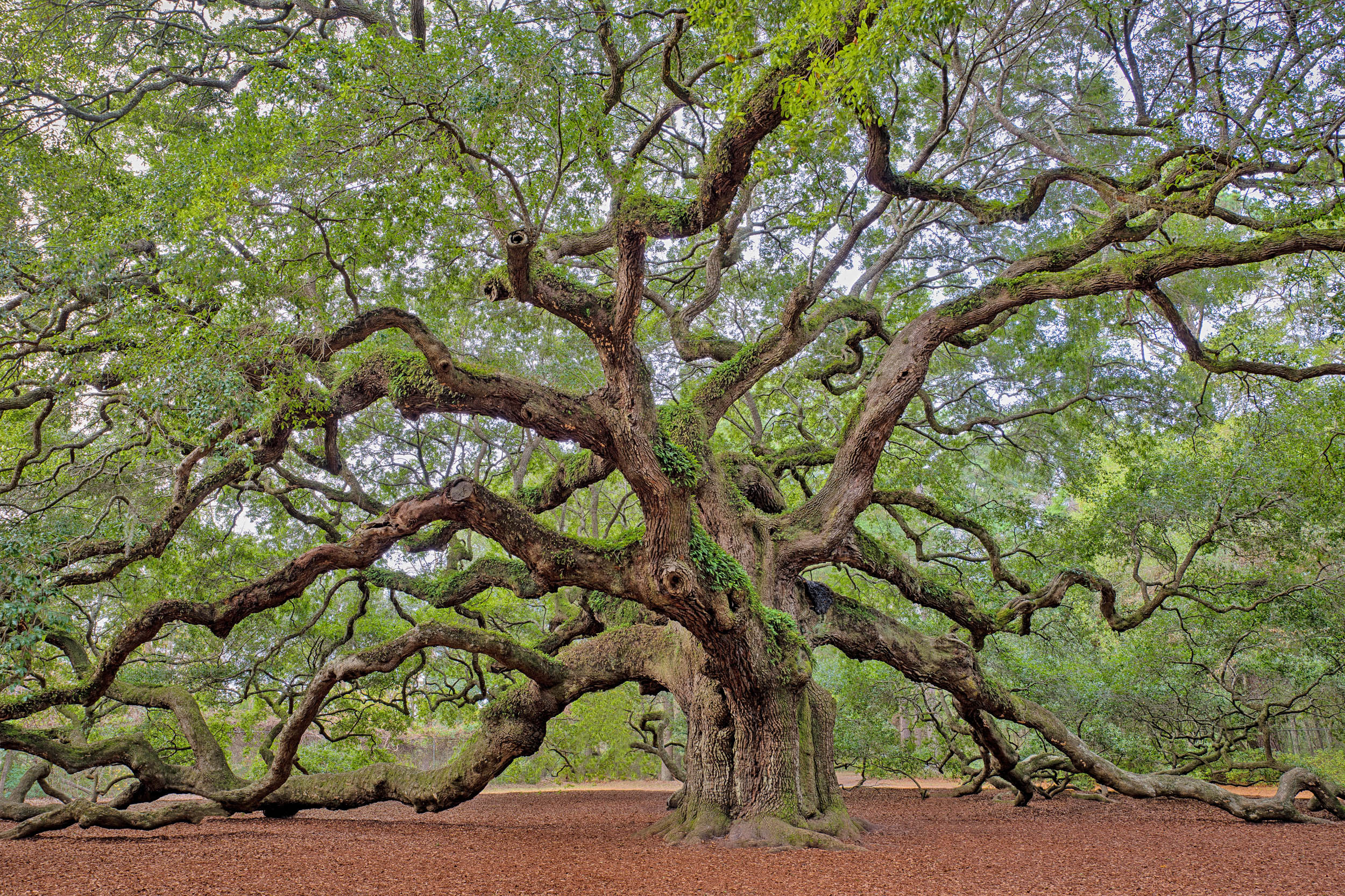 2016/08/southern-live-oak-tree_1big_stock.jpg