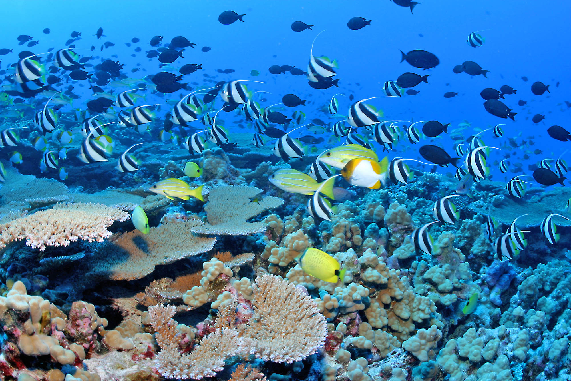 Clouds of reef fish and corals, French frigate shoals, NWHI