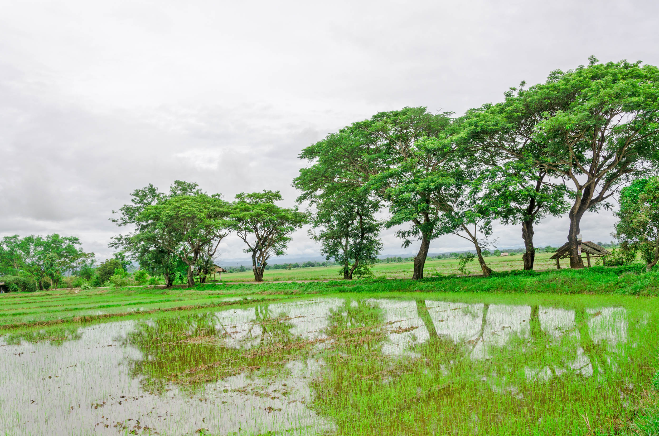 2016/08/trees-agriculture-thailand_1big_stock.jpg