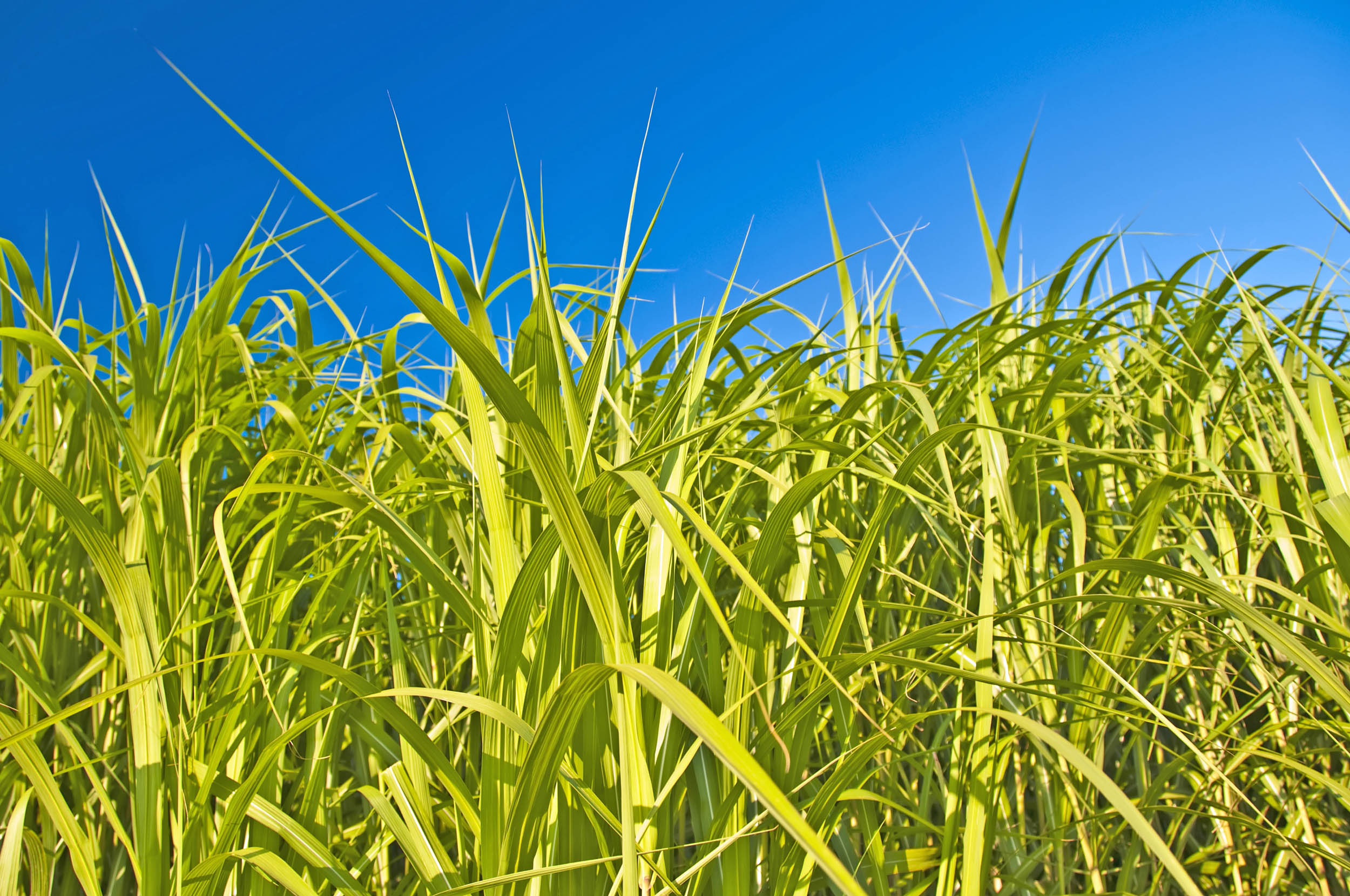 2016/08/switchgrass-bioenergy_1big_stock.jpg