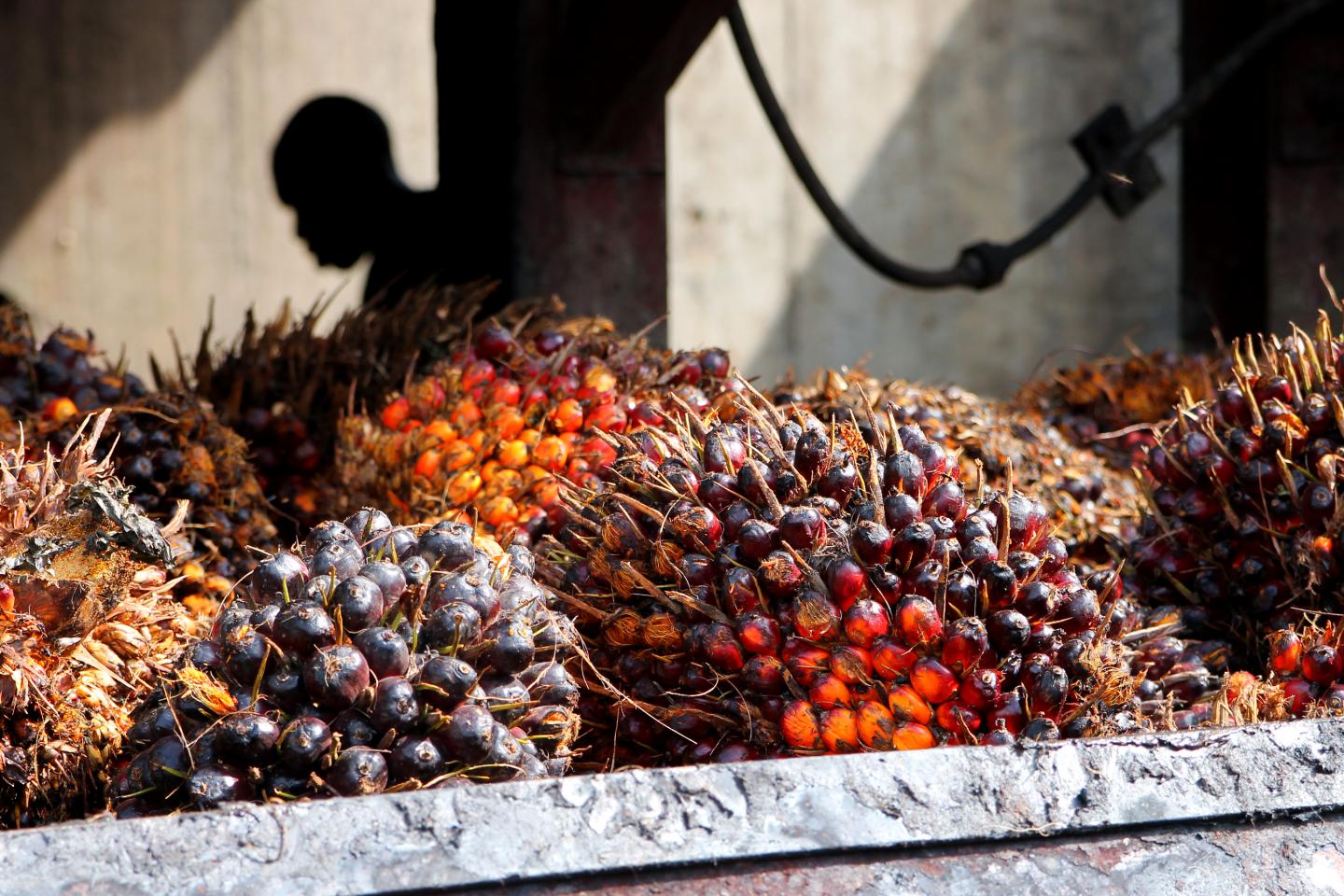 2016/08/oil-palm_1big_IIASA.jpg