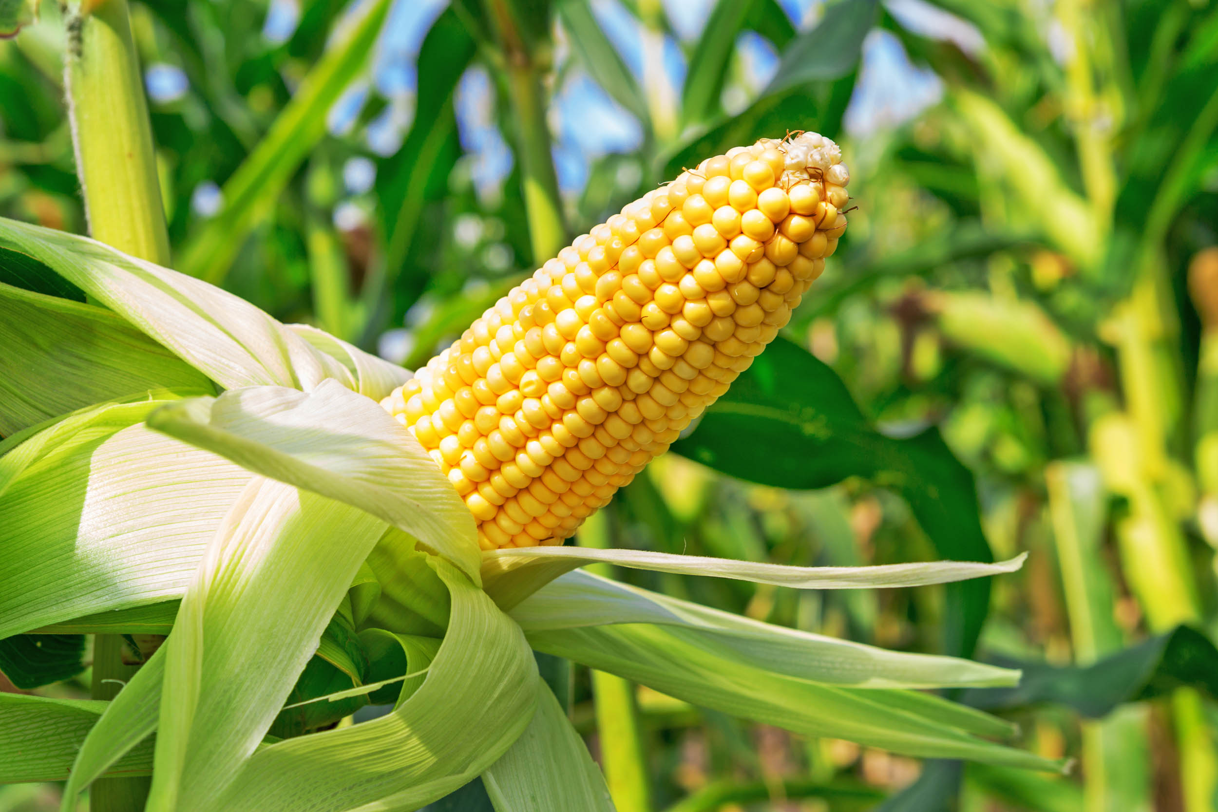 2016/08/corn-gmo_3big_stock.jpg