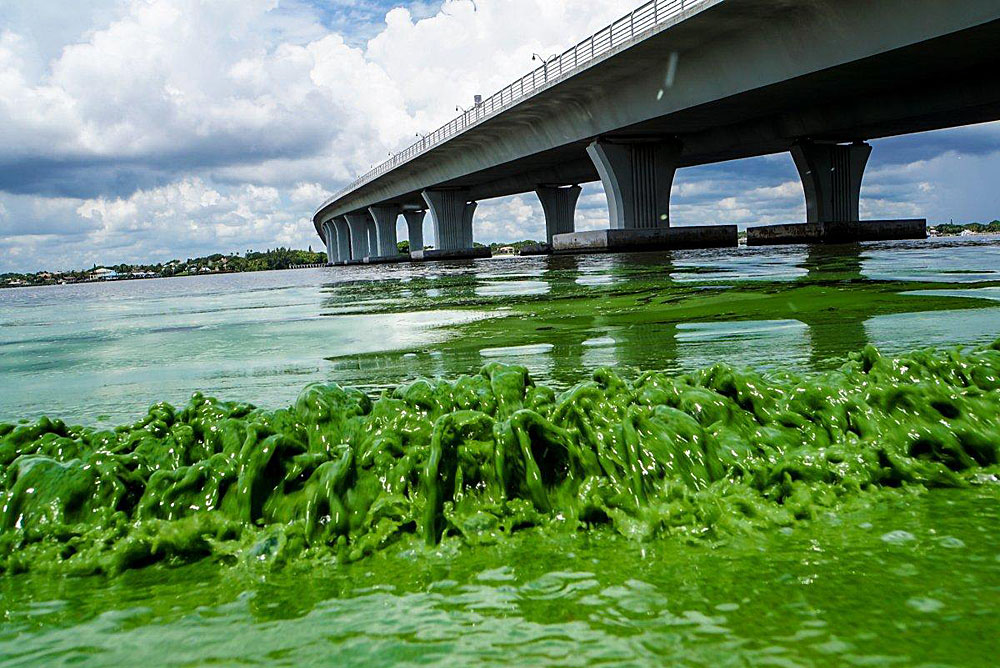 2016/08/algae-bloom-florida-june2016_2big_ap.jpg