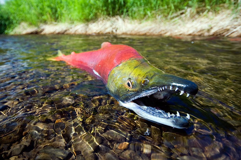 Spawning sockeye salmon, Lake Aleknagik, Alaska, USA