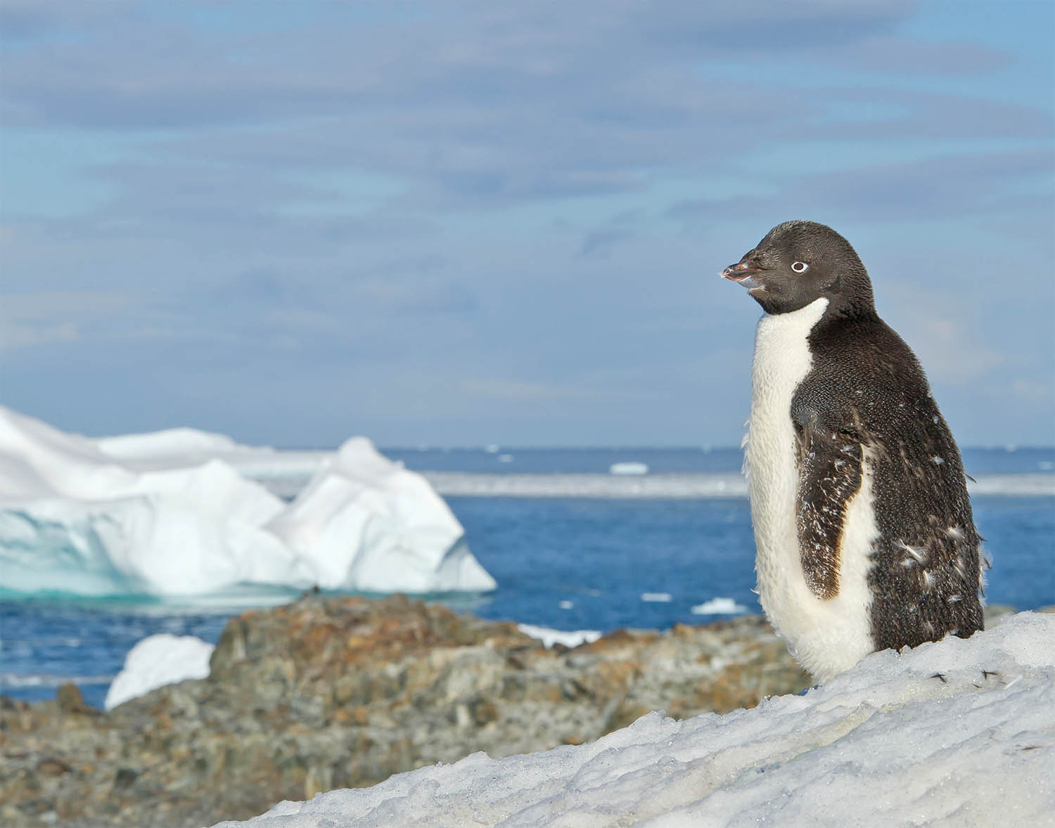 2016/08/adelie-penguin_1big_stock.jpg