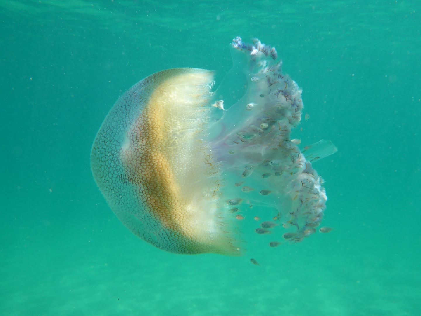 2016/08/jellyfish-baby-fish_1big_UAdelaide.jpg