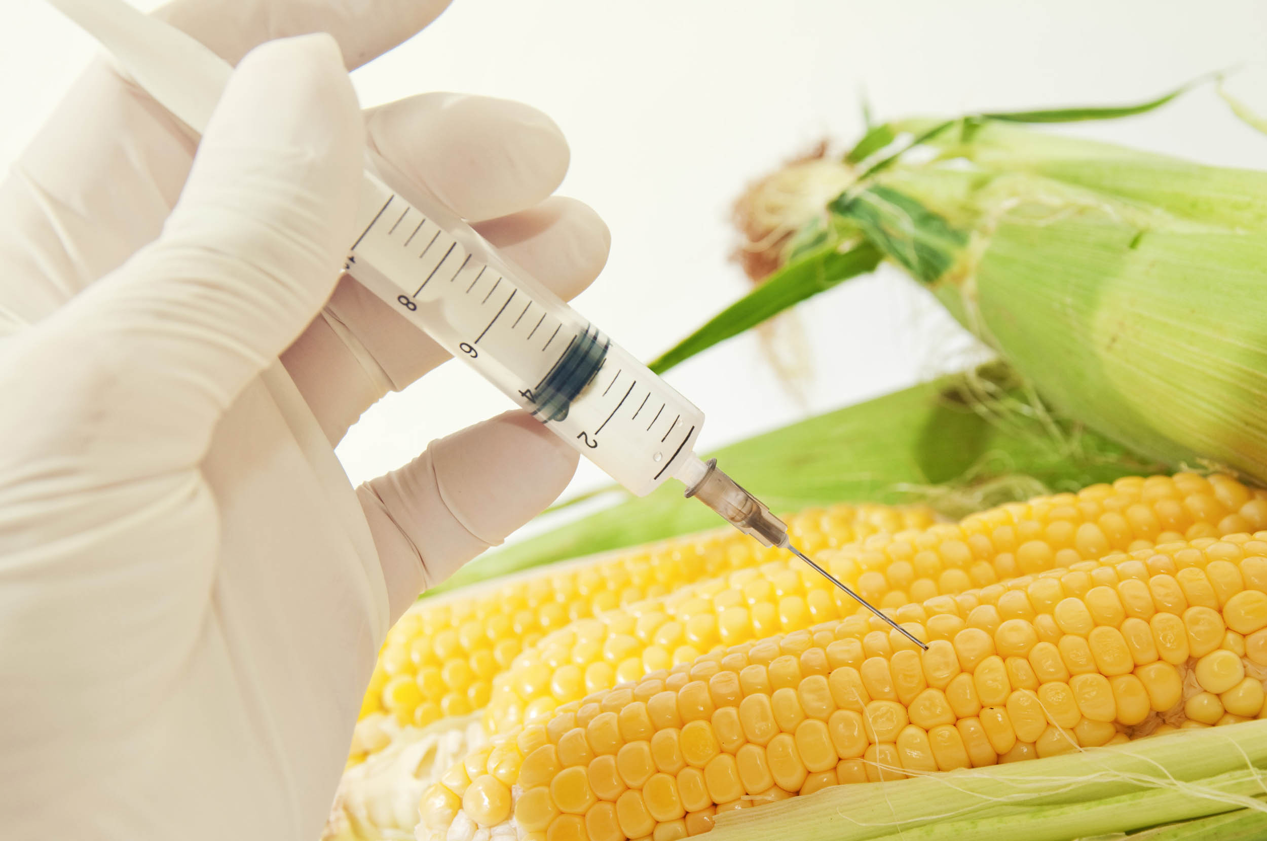 2016/08/genetically-modified-gmo-food-corn_1big_stock.jpg