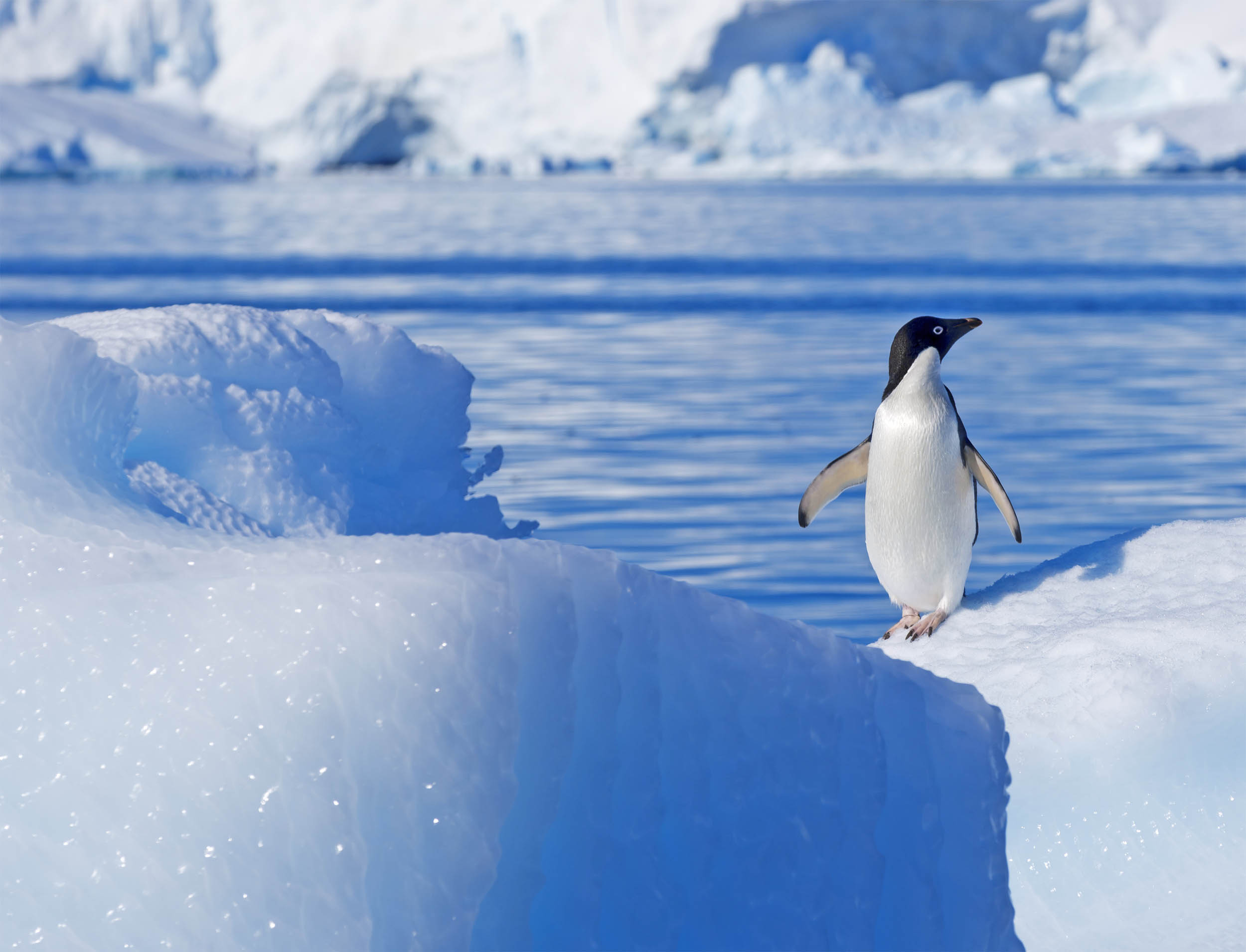 2016/08/south-pole-antarctica-penguin_1big_stock.jpg