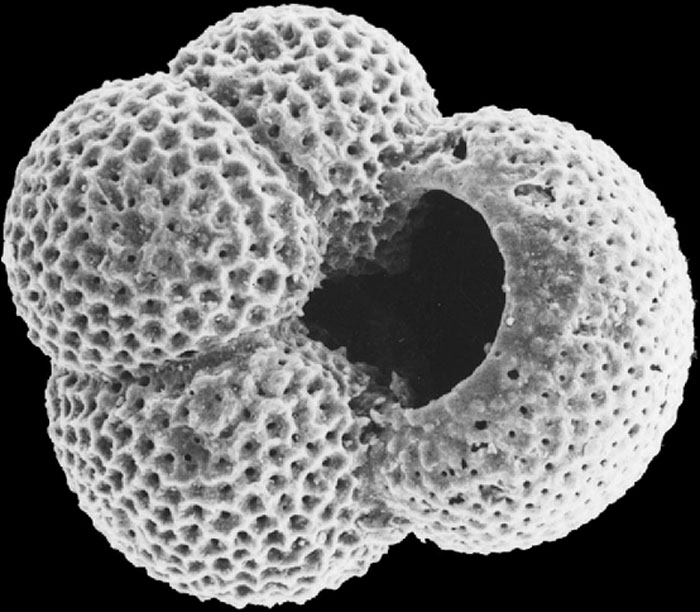 2016/08/planktonic-foraminifera_1big_Cardiff.jpg