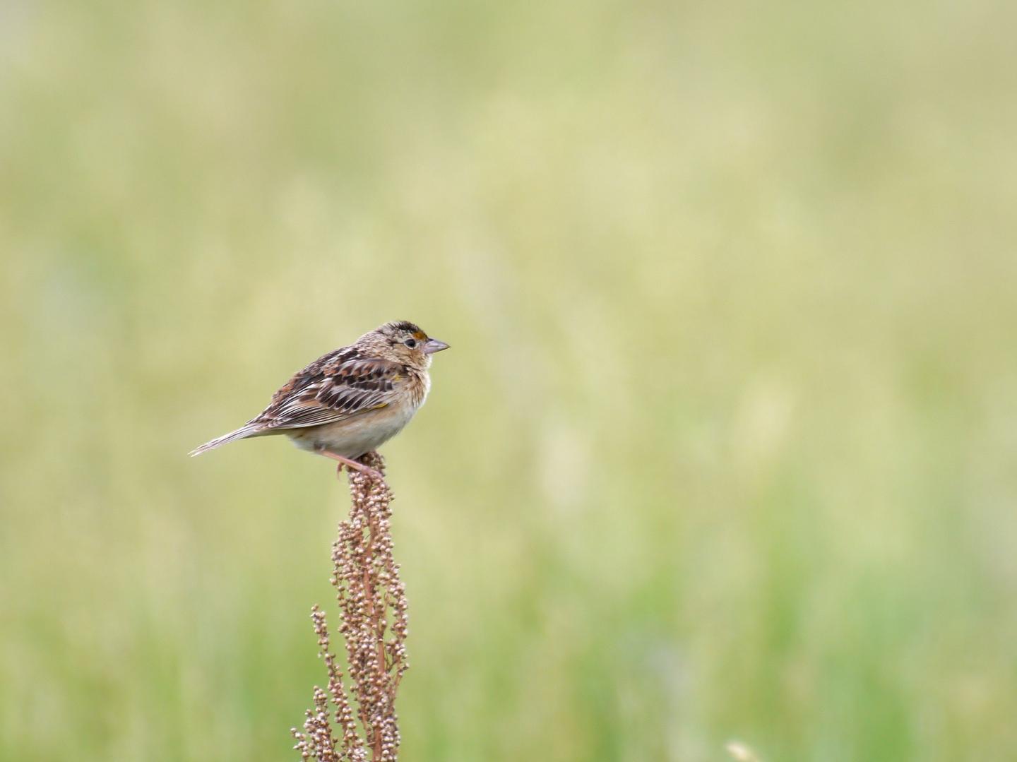 Changing weather patterns threaten grassland songbirds