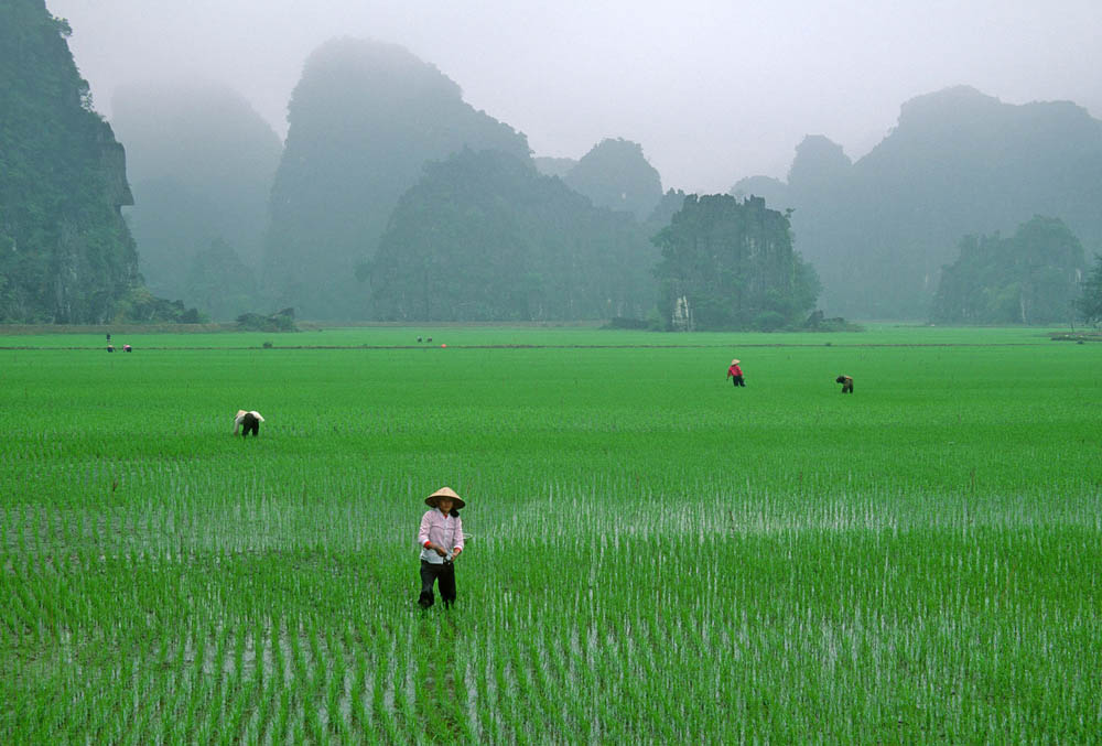 2016/08/vietnam-rice-fields_1big_stock.jpg