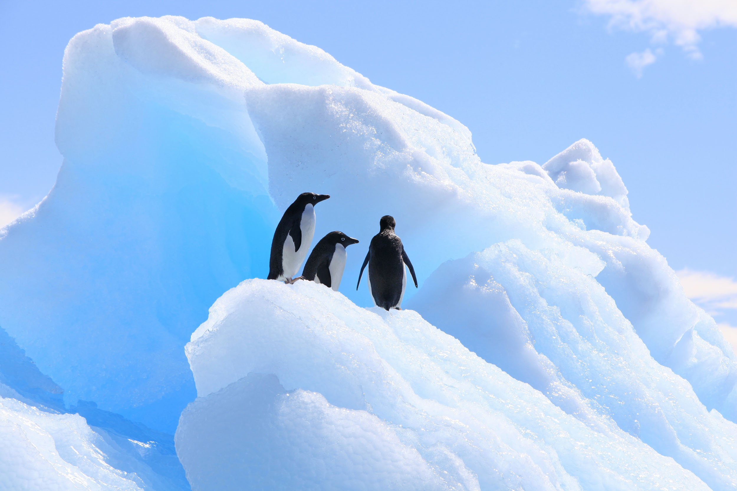 2016/08/antarctica-penguins_1big_stock.jpg