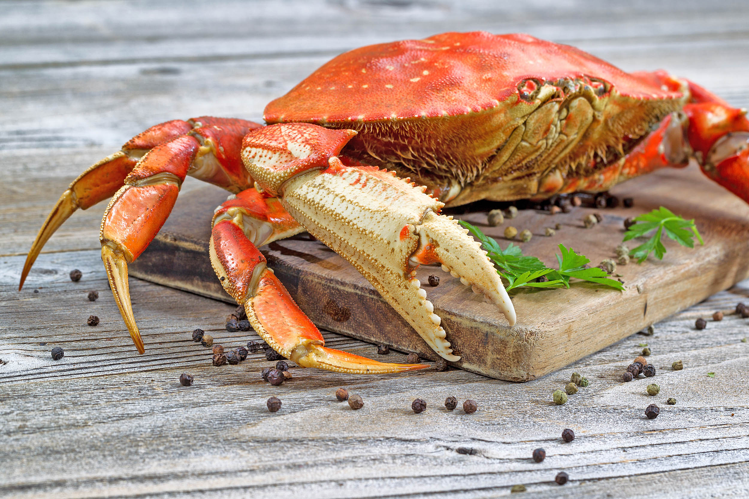 2016/08/dungeness-crabs_2big_stock.jpg