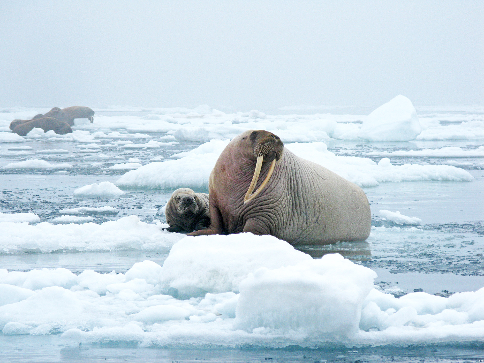 2016/08/walrus_pup_arctic_JPL.jpg