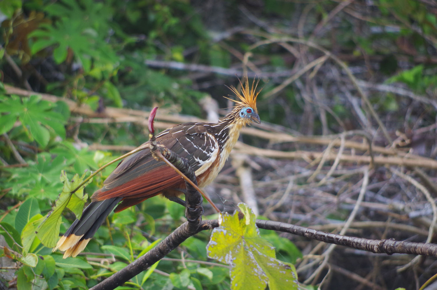 2016/08/bird-hoatzin_1big_NSF.jpg