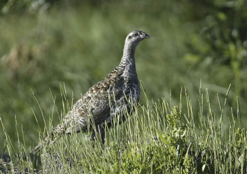 2016/08/sage-grouse-wyoming_ap.jpg
