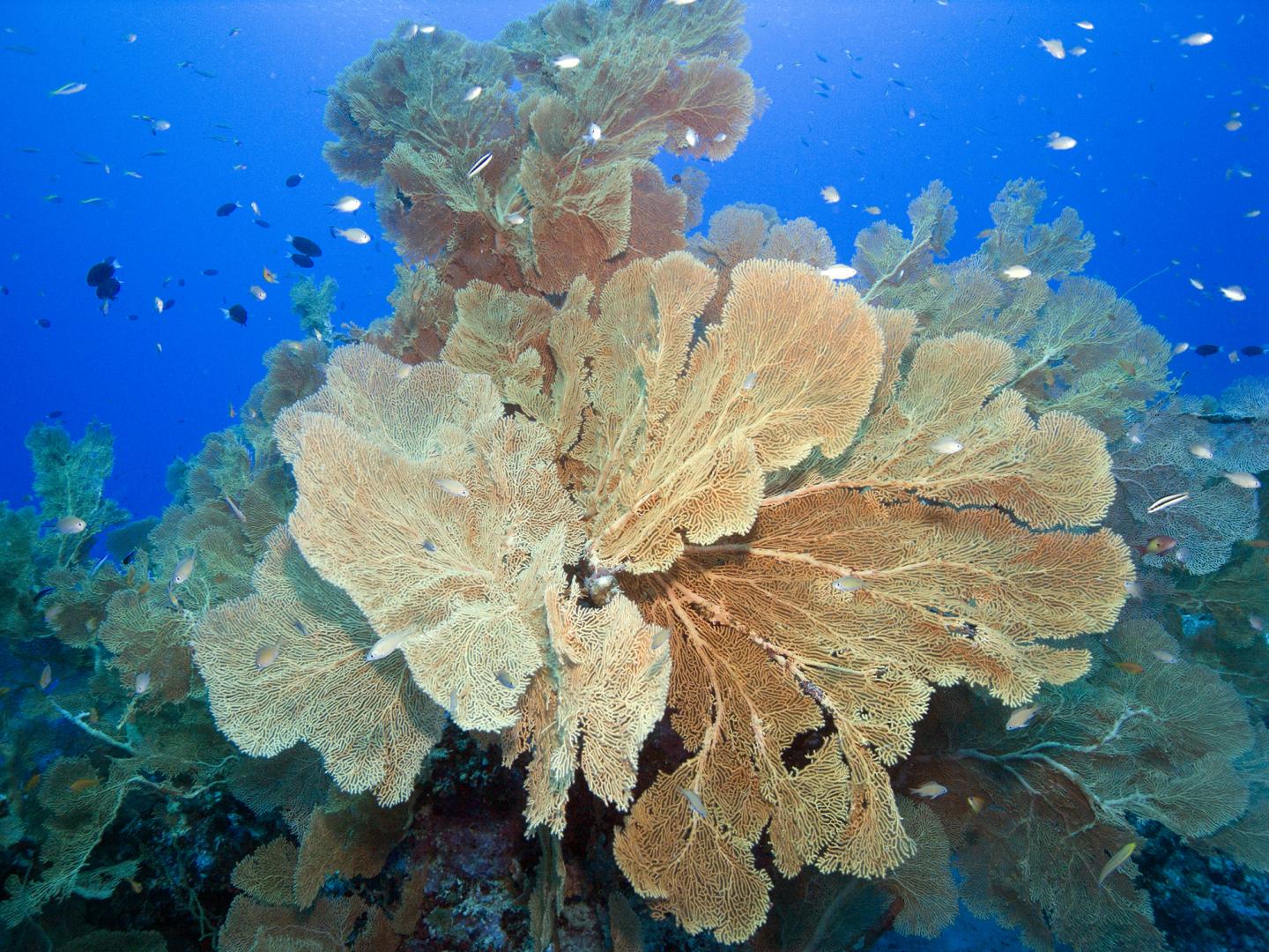 2016/08/marine-reserve-chagos-coral_1big_UBC.jpg