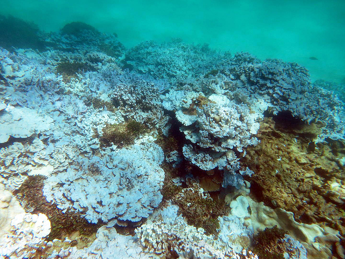 2016/08/coral-bleaching-caribbean_1big_NOAA.jpg