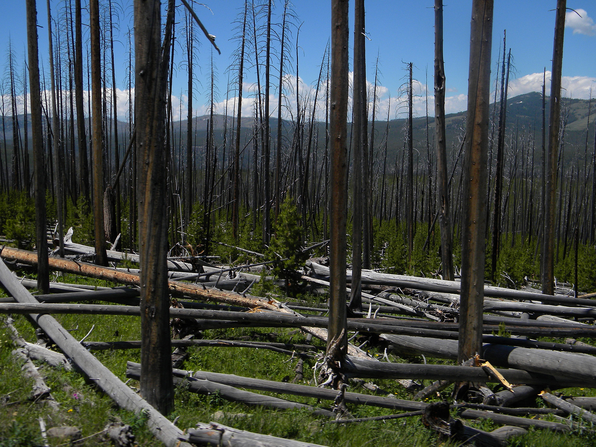 2016/08/wildfire-aftermath_2big_colorado_NSF.jpg