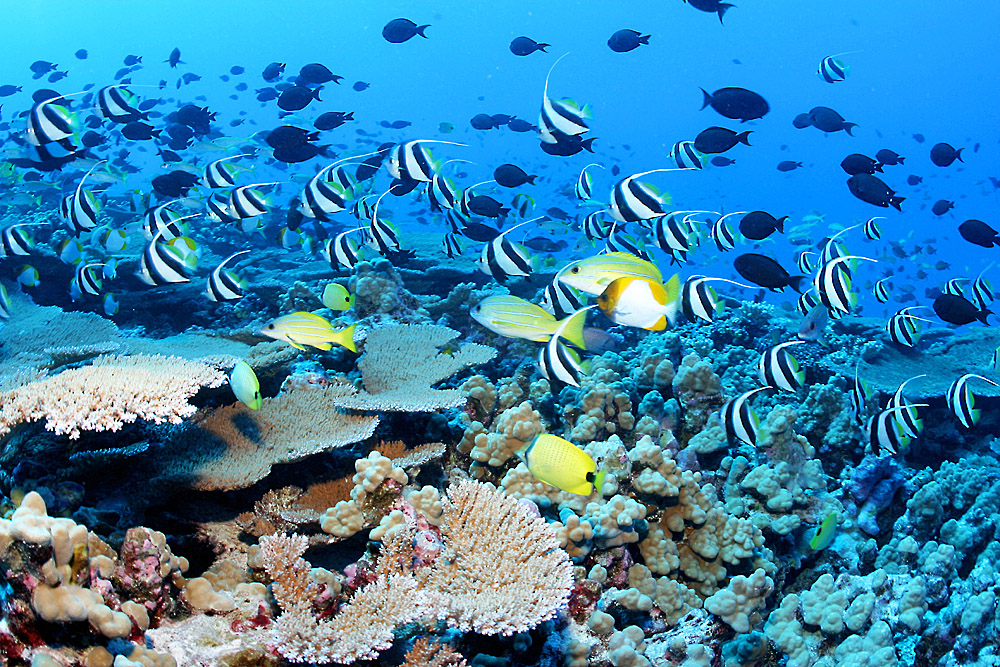 Clouds of reef fish and corals, French frigate shoals, NWHI