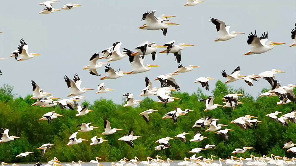 2016/08/birds-migratory_1big_FWS.jpg