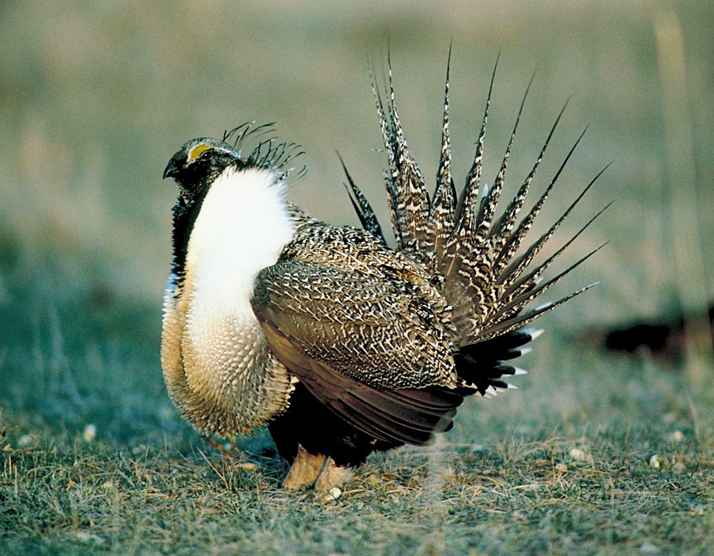 2016/08/sage-grouse-greater_1big_FWS.jpg