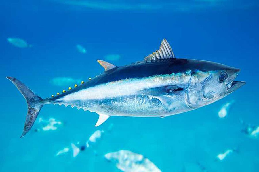 2016/08/tuna_atlantic-bluefin_stock.jpg