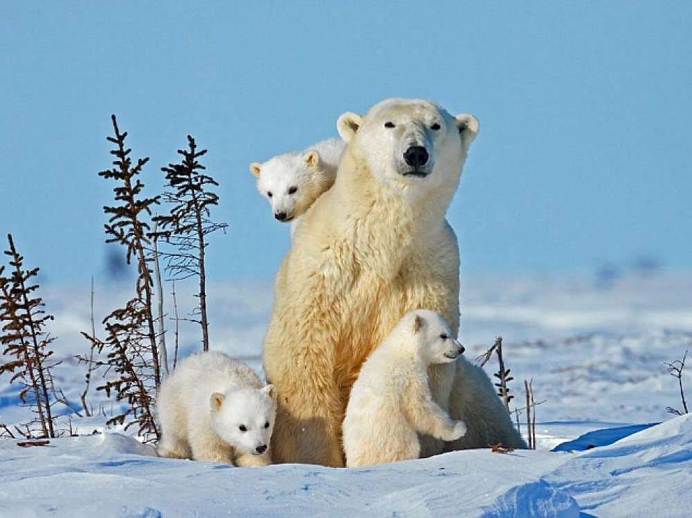 2016/08/polar-bear-family_1big_ap.jpg