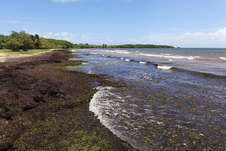Puerto Rico Caribbean Seaweed Invasion