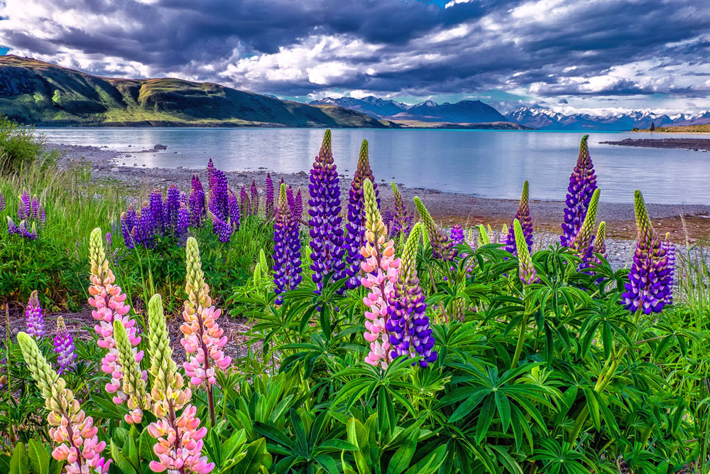 Lupins at Lake Takepo, NZ