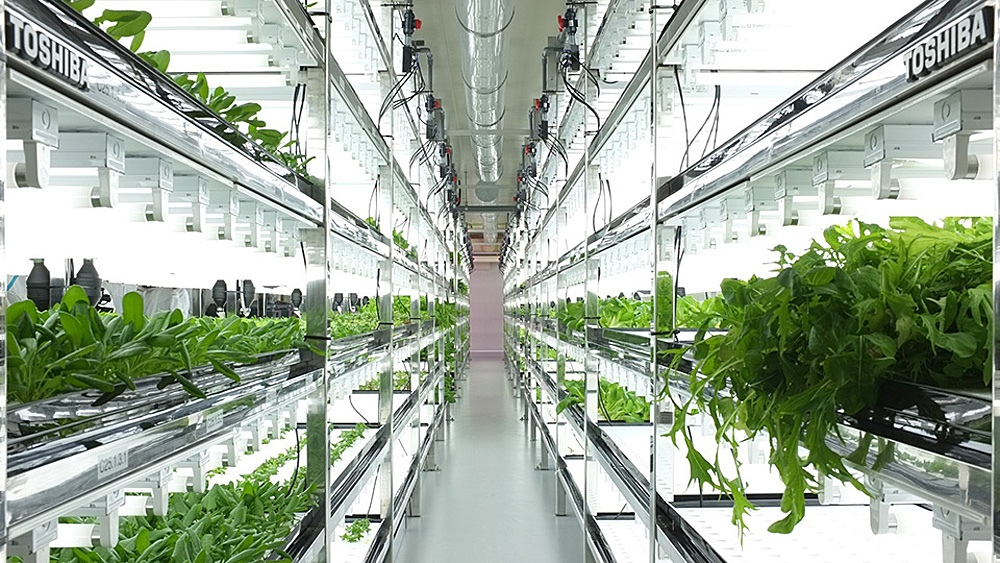 Urban Hydrofarmers Project Taking Off