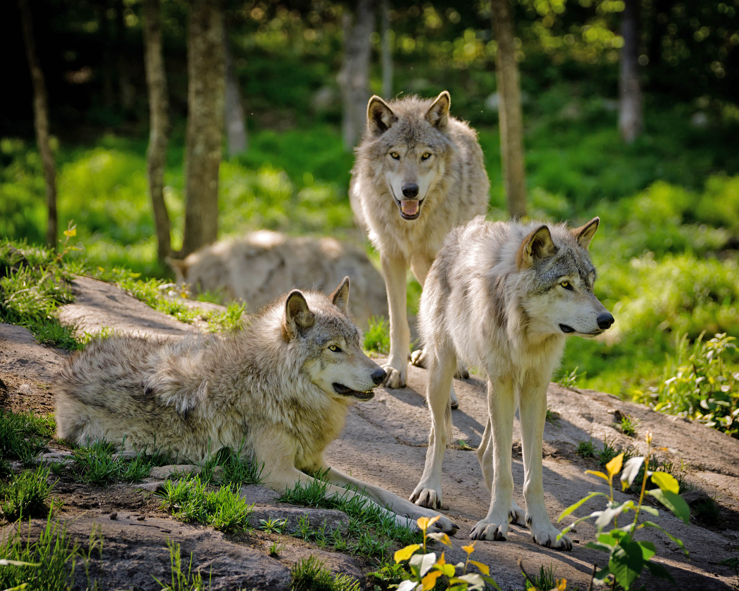 2016/09/wolf-pack-wolves_1big_stock.jpg