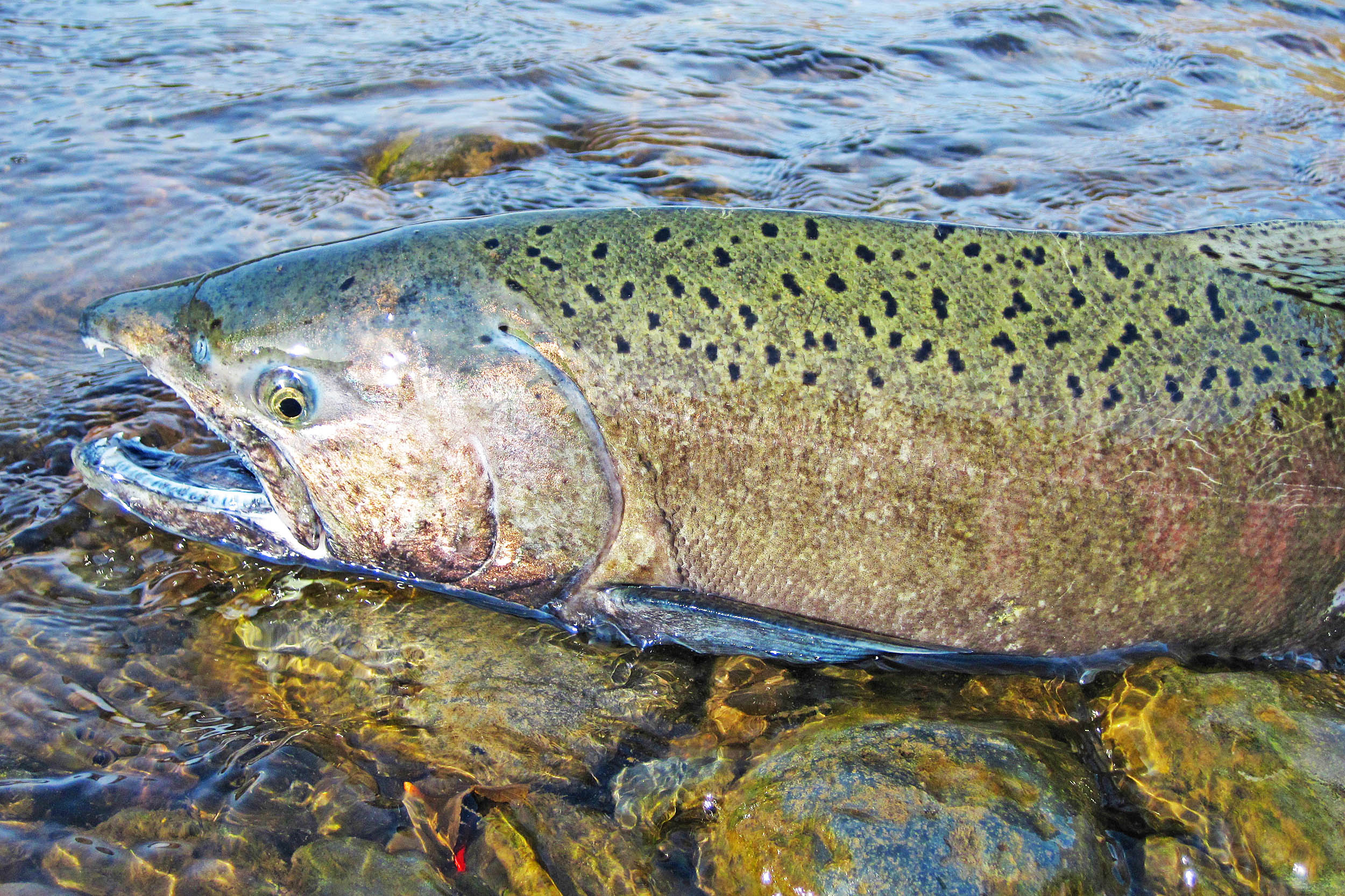 2016/09/fish-chinook-salmon_1big_stock.jpg