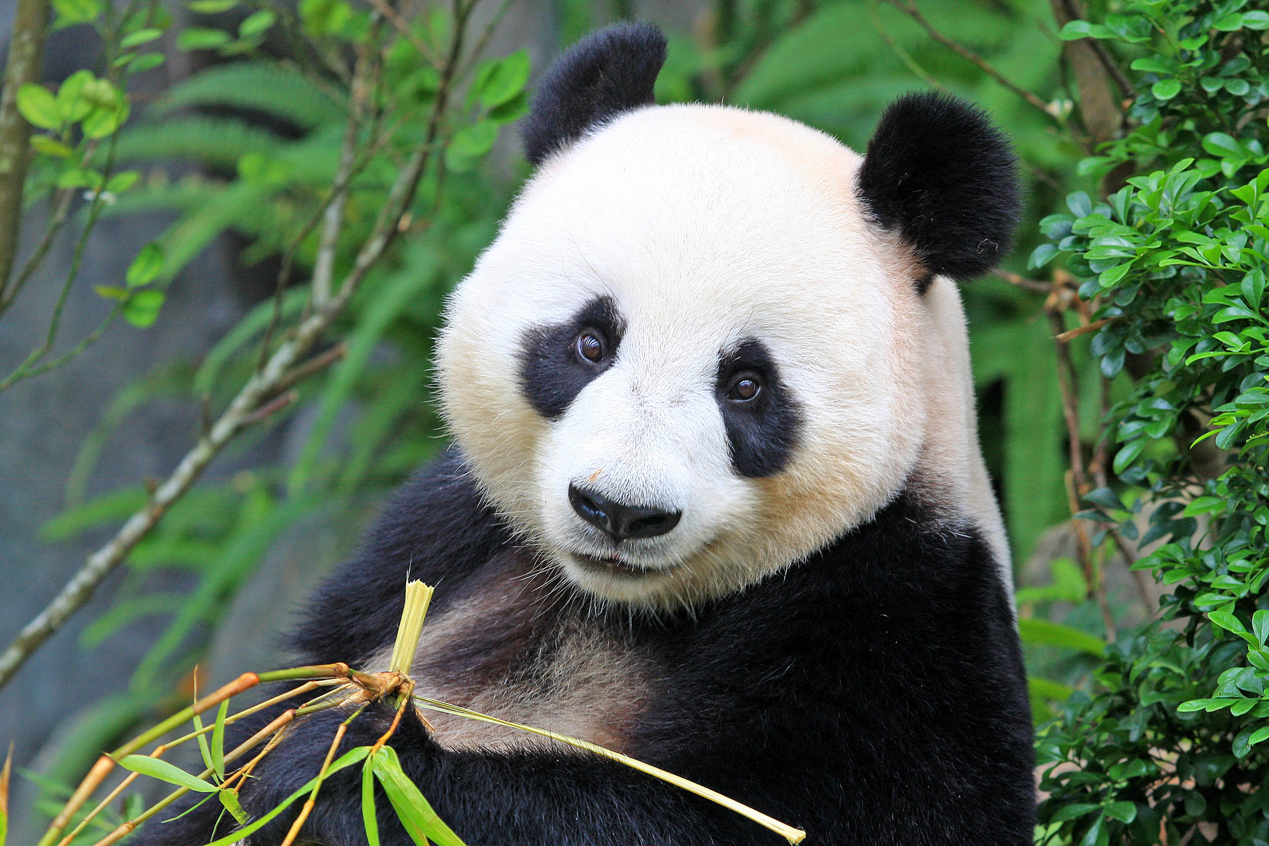 2016/09/giant-panda-bear_1big_stock1.jpg