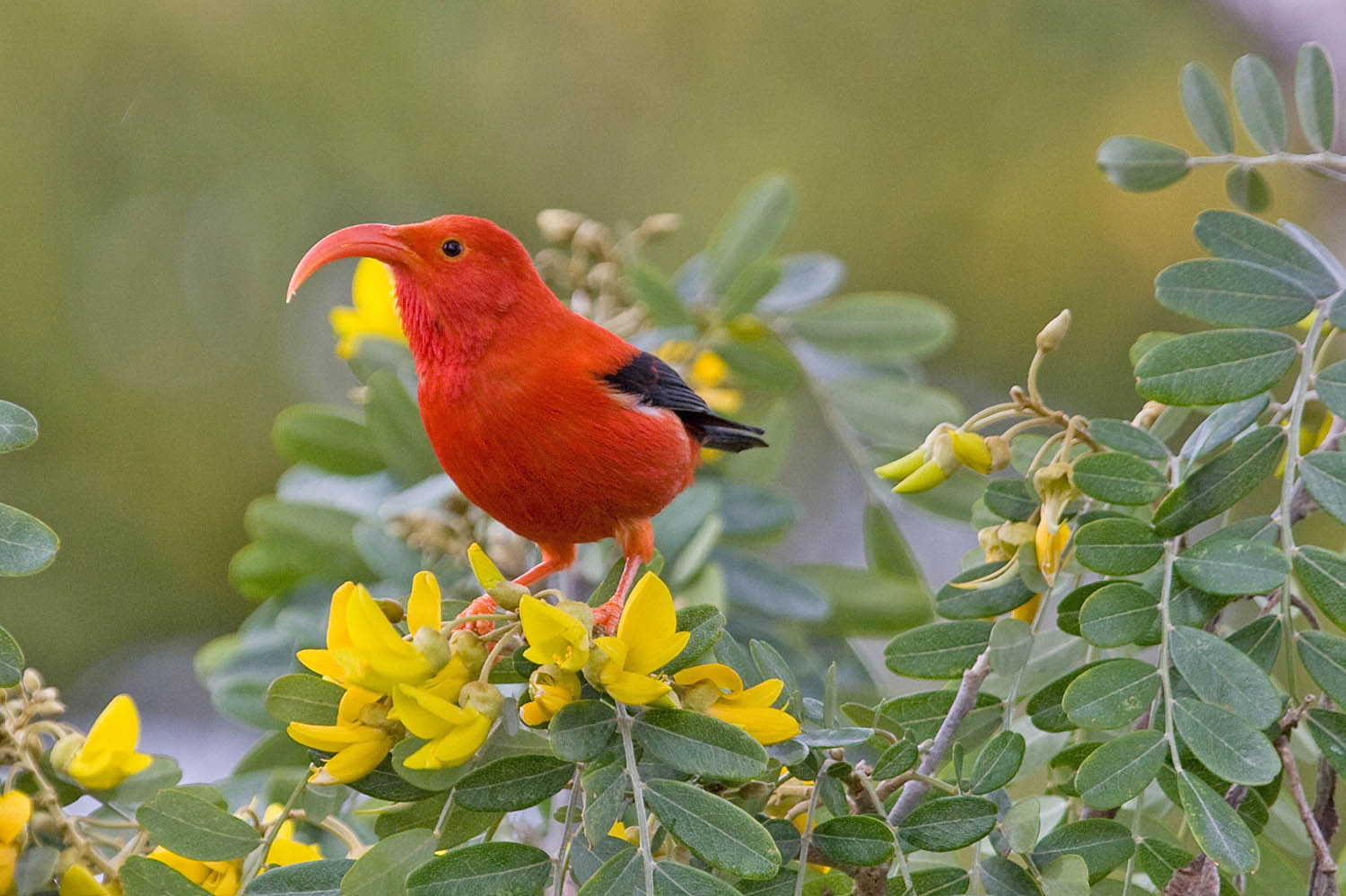 2016/09/bird-Hawaiian-honeycreeper_1big_NSF.jpg