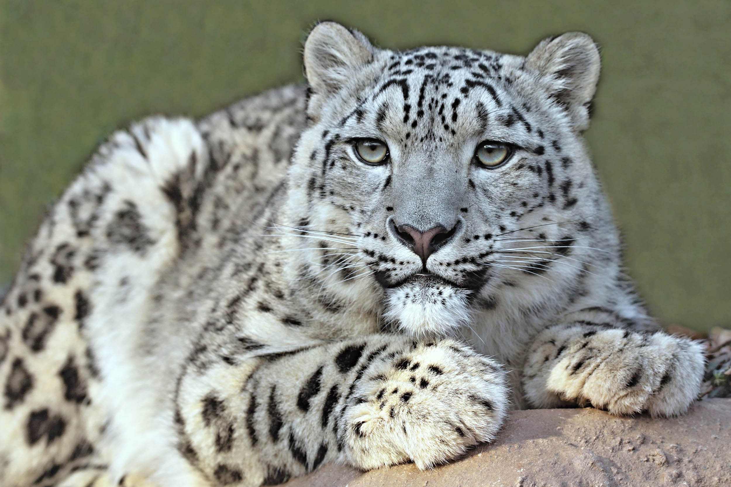 2016/09/snow-leopard_3big_stock.jpg