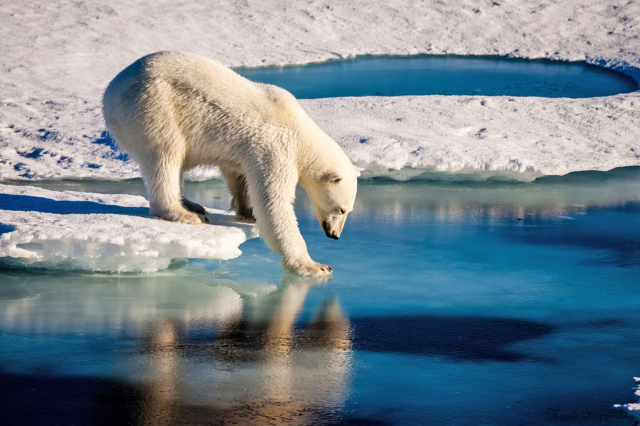 2016/09/polar-bear-sea-ice-melt_2big_nasa.jpg