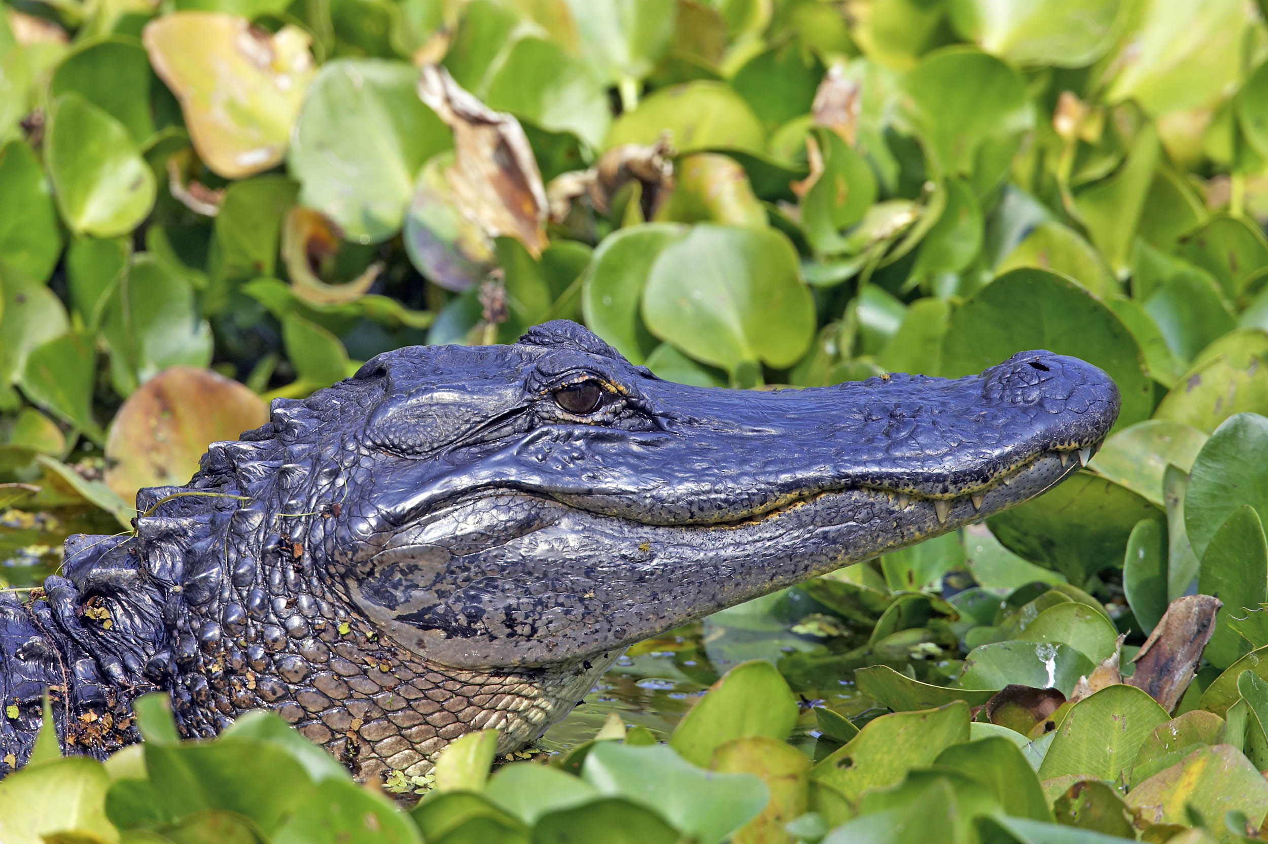 2016/09/american-alligator_1big_stock.jpg