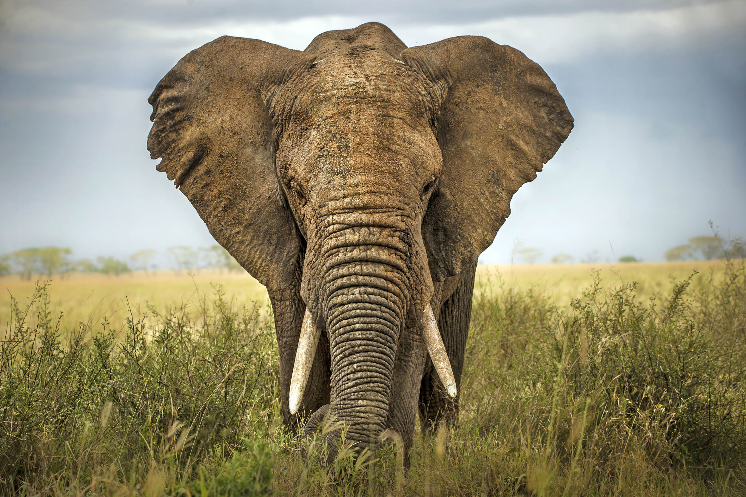 2016/09/elephant-africa-ivory_1big_stock.jpg