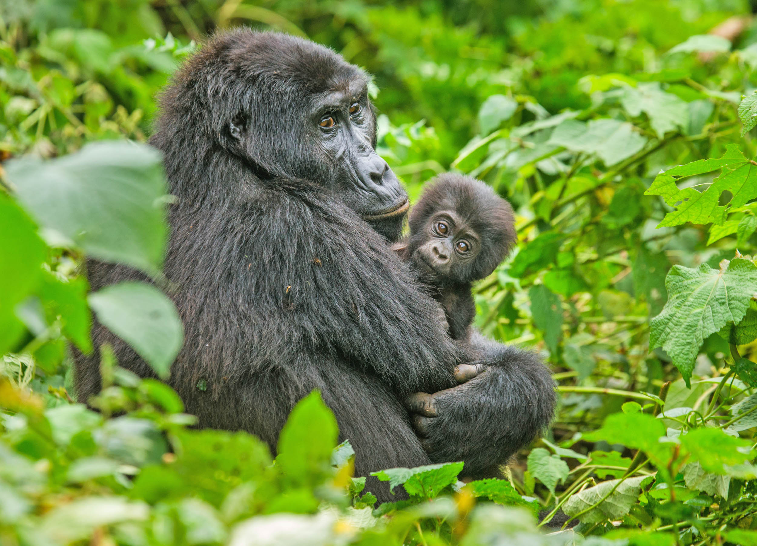 2016/09/gorilla-baby-uganda_1big_stock.jpg