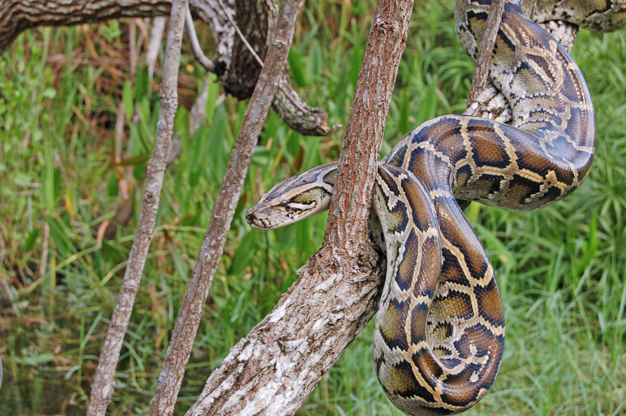2016/09/burmese-python-florida-everglades_1big_stock.jpg