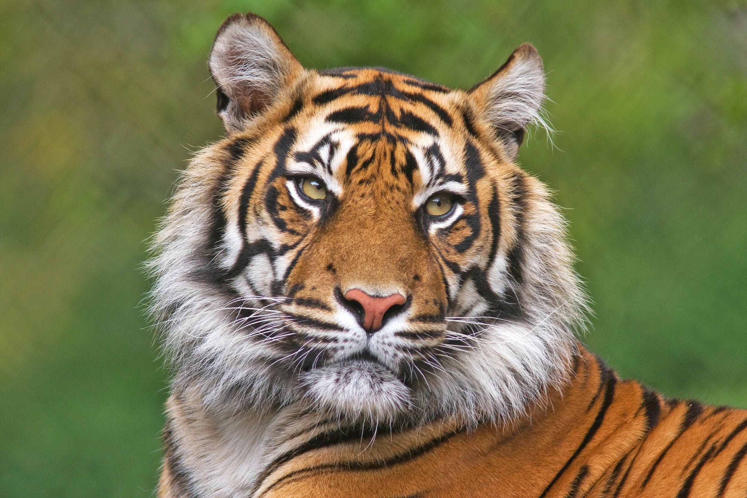 2016/09/bengal-tiger_1big_stock.jpg