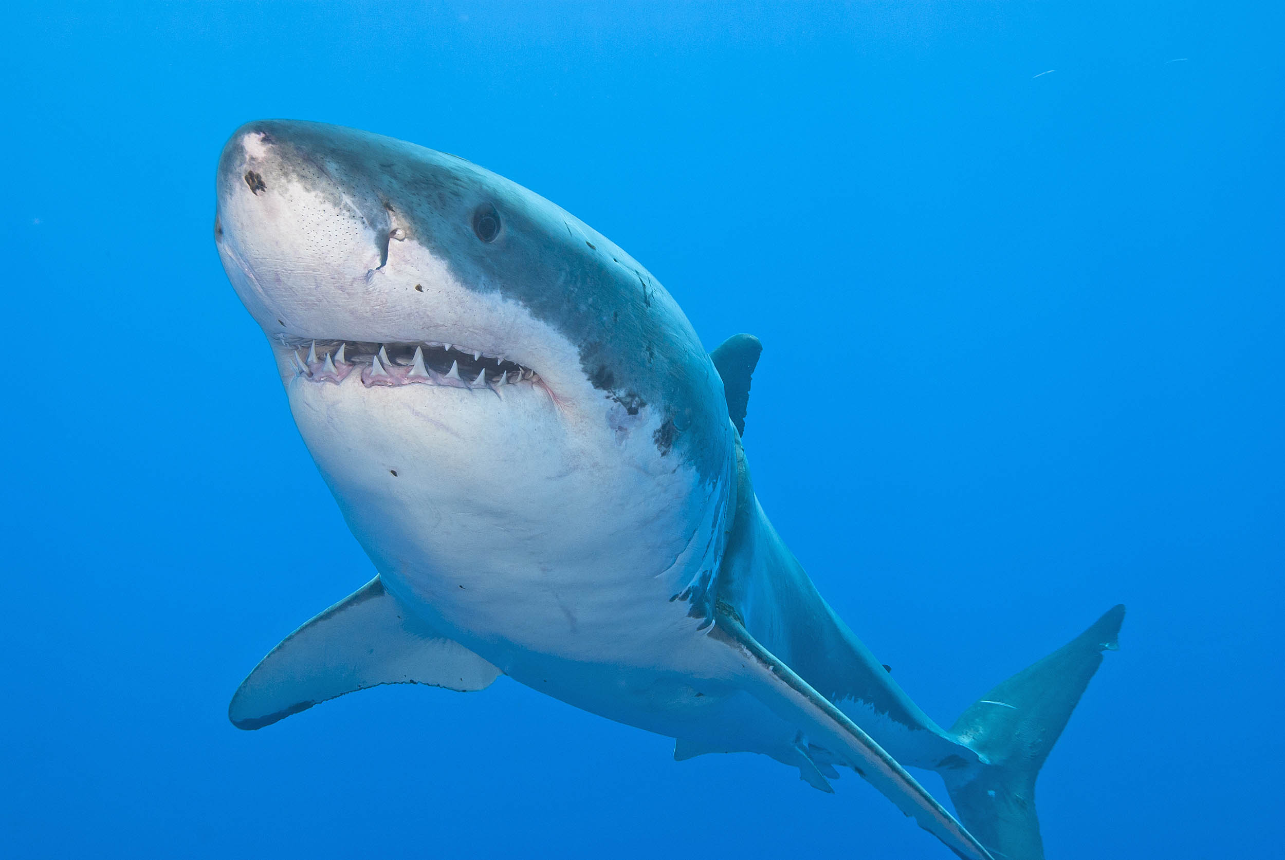 2016/09/great-white-shark_3big_stock.jpg