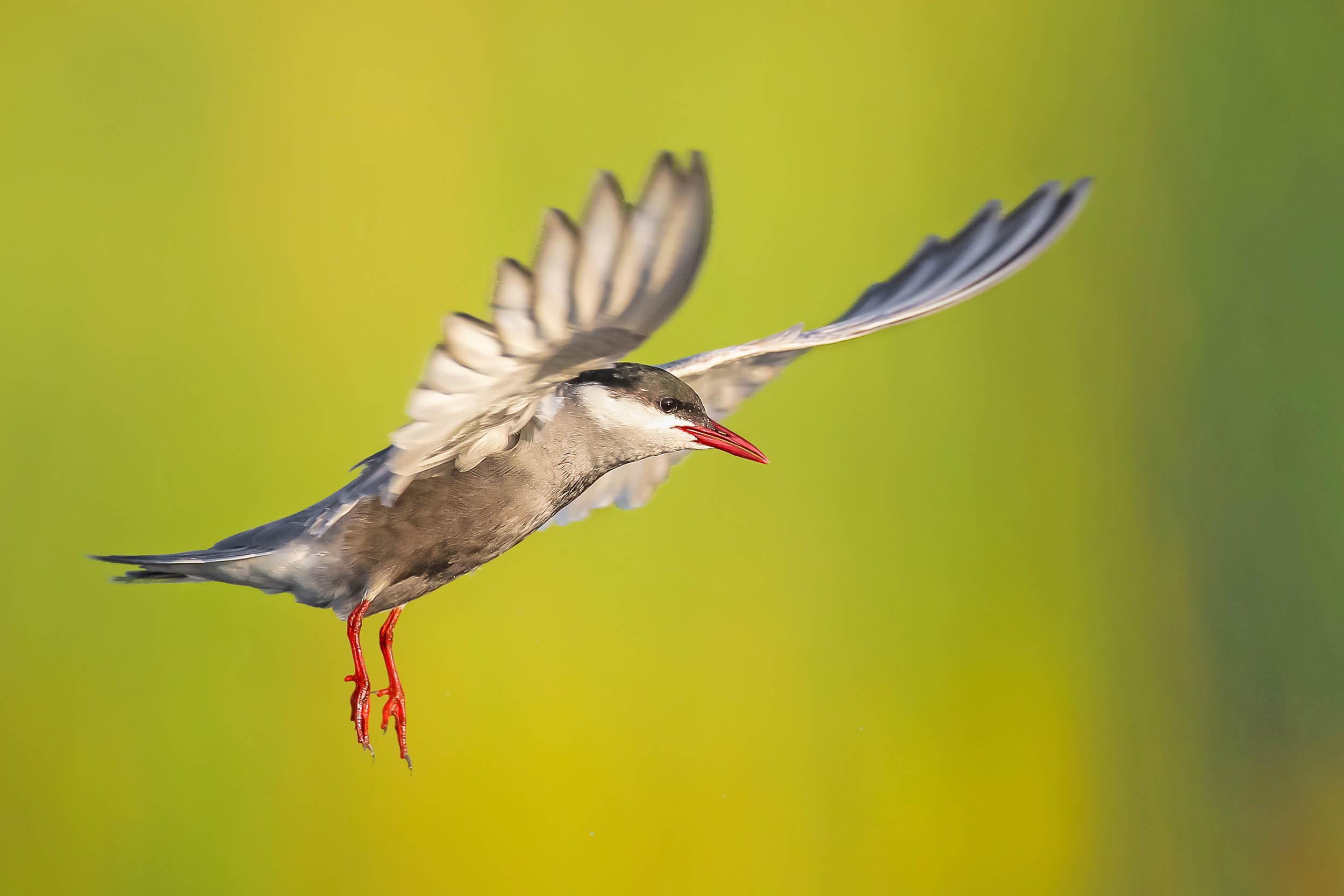 2016/09/bird-caspian-tern_1big_stock.jpg