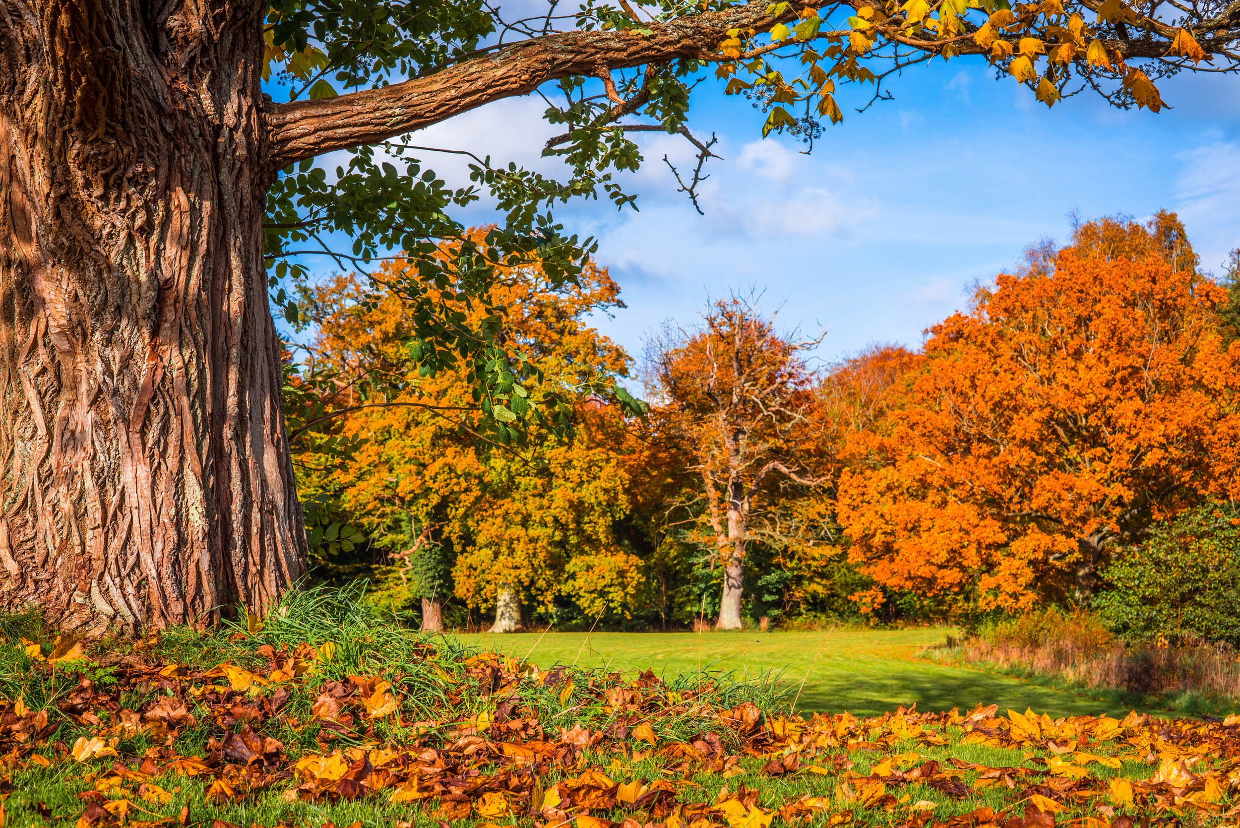 2016/09/trees-autumn-leaves_1big_stock.jpg
