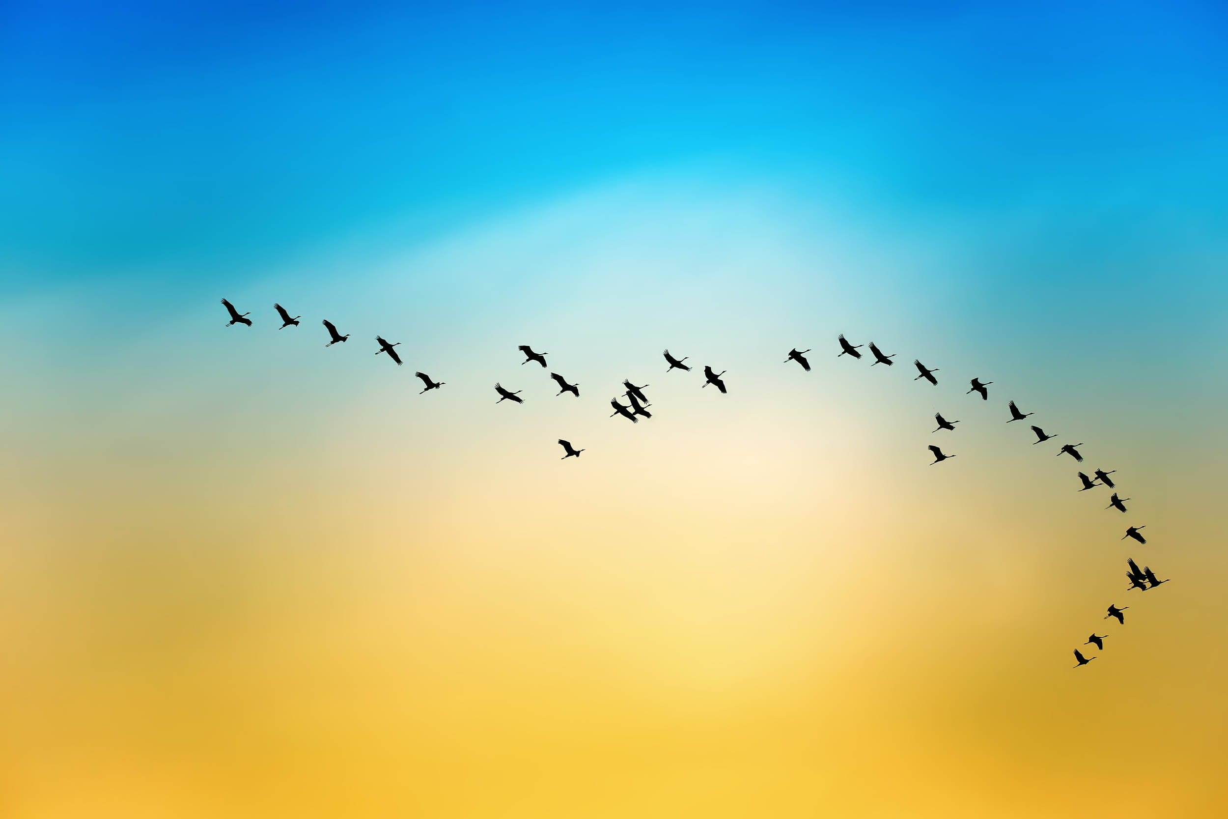 2016/09/migratory-birds-sky_1big_stock.jpg