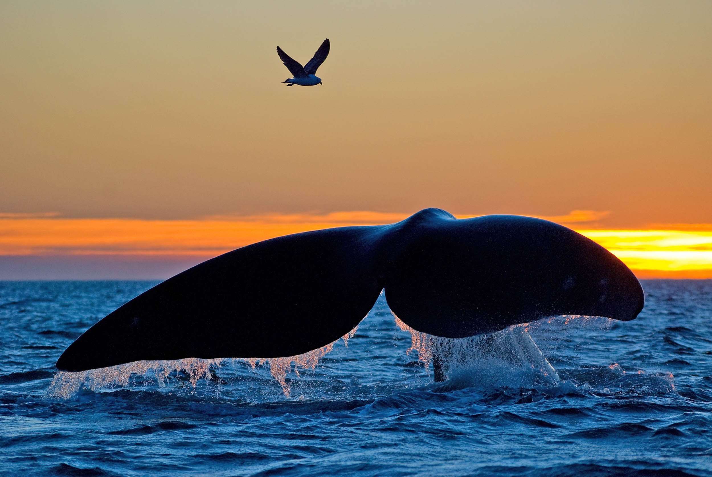 2016/09/right-whale-tail-sunset_1big_stock.jpg